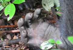 Gorillahand in Nahaufnahme, Bwindi Impenetrable Forest, Uganda © Foto: Ulrike Pârvu | Outback Africa Erlebnisreisen