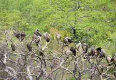 Wartende Geier, Geierfütterung Victoria Falls Safari Lodge &copy; Foto: Susanne Schlesinger | Outback Africa