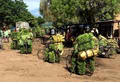 Fahrräder als Transportmittel für Bananen in Uganda &copy; Foto: Svenja Penzel | Outback Africa