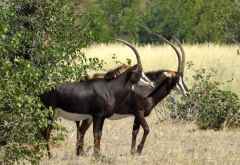 Rappenantilopen, Moremi &copy; Foto: Susanne Schlesinger | Outback Africa