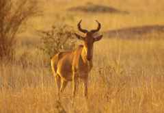 Kuhantilope im Nachmittagslicht, Massai Mara &copy; Foto: Judith Nasse | Outback Africa