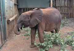 Suswa, Sheldrick Wildlife Trust &copy; Foto: Susanne Schlesinger | Outback Africa