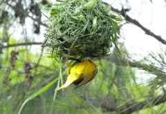 Webervogel an der Tsitsikamma-Lodge &copy; Foto: Jens Döring | Outback Africa