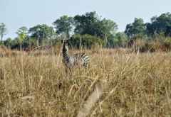 Pirschwanderung im Luwi-Flussbett, South Luangwa NP. © Foto: Marco Penzel | Outback Africa