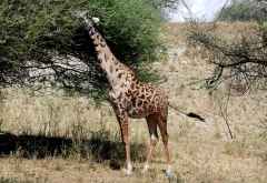 Giraffe mit ungewöhnlicher Fellzeichnung, Tarangire Nationalpark &copy; Foto: Ulrike Pârvu | Outback Africa Erlebnisreisen