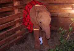 Sheldrick Wildlife Trust, Patenbesuch am Nachmittag © Foto: Judith Nasse | Outback Africa