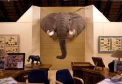 Elephant Exhibition, Letaba Camp, Krüger-Nationalpark &copy; Foto: Doreen Schütze | Outback Africa