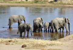 Ruaha Nationalpark, Elefantenherde am Ruaha &copy; Foto: Ulrike Pârvu | Outback Africa