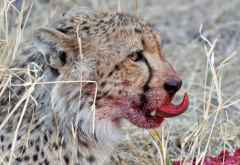 Gepard im Hwange Nationalpark &copy; Foto: Renate Kausen | Maik Riede
