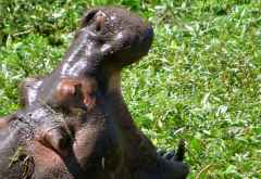 Flusspferd im South Luangwa Nationalpark &copy; Foto: Susanne Schlesinger | Outback Africa