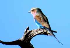 Gabelracke (Lilac Breasted Roller), Mahango Game Reserve &copy; Foto: Susanne Schlesinger | Outback Africa