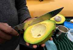 Mega-Avocado in Uganda &copy; Foto: Svenja Penzel | Outback Africa