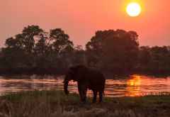 Elefant am Kafue-Fluss &copy; Foto: Marco Penzel | Outback Africa