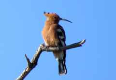 Afrikanischer Wiedehopf, Mahango Game Reserve &copy; Foto: Susanne Schlesinger | Outback Africa