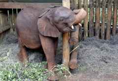 Tundani, Sheldrick Wildlife Trust &copy; Foto: Susanne Schlesinger | Outback Africa