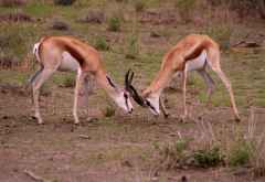 Zwei kämpfende Springböcke, Etosha Nationalpark © Foto: Doreen Schütze | Outback Africa