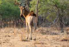 Lichtenstein-Antilope im Kafue Nationalpark &copy; Foto: Marco Penzel | Outback Africa