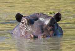 Hippo in Moremi &copy; Foto: Susanne Schlesinger | Outback Africa