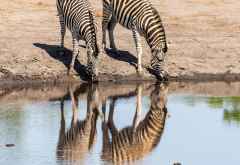 Zebras am Wasserloch des Somalisa Camps &copy; Foto: Marco Penzel | Outback Africa