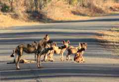Wildhundfamilie im Mkuzi Wildreservat &copy; Foto: Doreen Schütze | Outback Africa