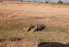 Löwinnen bei einer Mahlzeit im Ruaha Nationalpark, Südtansania &copy; Foto: Justine Retzar | Outback Africa Erlebnisreisen