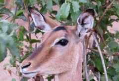 Impala, Chobe © Foto: Susanne Schlesinger | Outback Africa