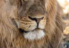 Löwe im Hwange Nationalpark &copy; Foto: Marco Penzel | Outback Africa