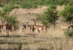 Pirschfahrt im Pilanesberg Nationalpark, Impalaherde &copy; Foto: Jens Döring | Outback Africa
