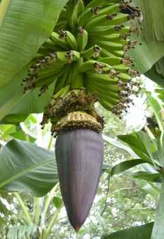 Bananenstaude mit Blüte und Fruchtfingern &copy; Foto: Susanne Schlesinger | Outback Africa