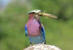 Gabelracke mit Insekt (Lilac Breasted Roller) &copy; Foto: Susanne Schlesinger | Outback Africa