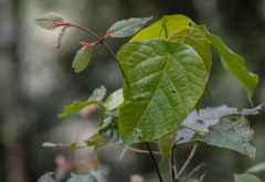 Blatt im Bwindi Nationalpark, Uganda &copy; Foto: Marco Penzel | Outback Africa