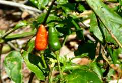 Chilischoten &copy; Foto: Angelika Krüger | Outback Africa