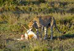 Gepard mit gerissener Antilope, Namiri Plains &copy; Foto: Judith Nasse | Outback Africa Erlebnisreisen
