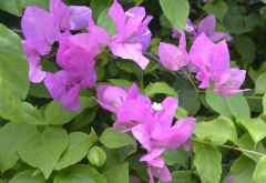 Temple Point Resort, Bougainvillea © Foto: Susanne Schlesinger | Outback Africa