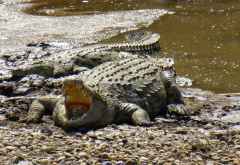 Mara Fluss, auch die Krokodile warten &copy; Foto: U Baumsteiger