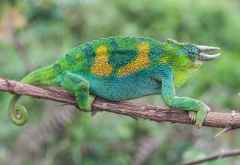 Dreihornchamäleon im Süden Ugandas &copy; Foto: Marco Penzel | Outback Africa