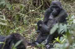 Mutter und Kind, Gorillas im Bwindi Nationalpark &copy; Foto: Svenja Penzel | Outback Africa