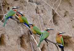 Selous Game Reserve, Weißstirnspinte (White-fronted bee-eaters) &copy; Foto: Ulrike Pârvu | Outback Africa