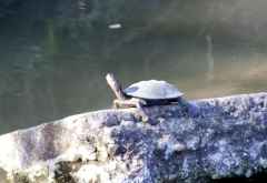 Schildkröte, Krüger Nationalpark &copy; Foto: Doreen Schütze | Outback Africa
