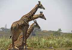 Massaigiraffen, Arusha Nationalpark © Foto: S. Schlesinger