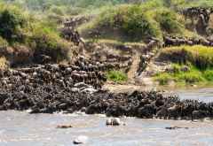 River Crossing der Gnus am Mara-Fluss &copy; Foto: Marco Penzel | Outback Africa
