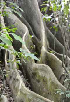 Riesige Wurzeln des Ficusbaumes &copy; Foto: Susanne Schlesinger | Outback Africa