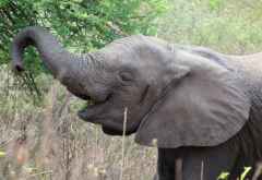 Elefant im Lake Manyara Nationalpark &copy; Foto: S. Schlesinger