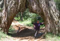 Am Fig Tree, Arusha Nationalpark © Foto: S. Schlesinger