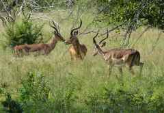 Impalas, Krüger-Nationalpark &copy; Foto: Doreen Schütze | Outback Africa