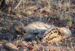 Junge Hyänen im Krüger Nationalpark &copy; Foto: Doreen Schütze | Outback Africa