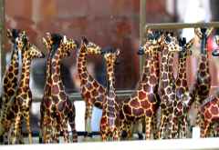 Giraffe Centre Nairobi,  Souvenirgiraffen &copy; Foto: Susanne Schlesinger | Outback Africa