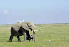 Elefanten im Amboseli NP © Foto: Svenja Penzel | Outback Africa