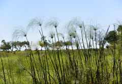 Schilfgras, Pelo Camp, Okavango-Delta &copy; Foto: Ulrike Pârvu | Outback Africa