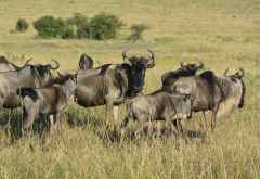 Gnus in der Massai Mara &copy; Foto: Susanne Schlesinger | Outback Africa
